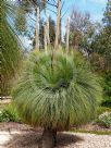 Xanthorrhoea australis