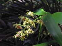 Dendrobium gracilicaule