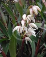 Dendrobium delicatum