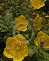 Hypericum Hidcote