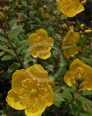 Hypericum Hidcote