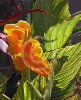 Canna generalis Pretoria