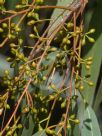 Eucalyptus elliptica