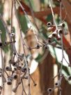 Eucalyptus campanulata