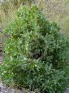 Hakea victoria