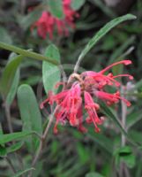 Grevillea irrasa didymochiton