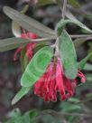 Grevillea irrasa didymochiton