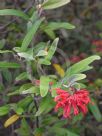 Grevillea irrasa didymochiton