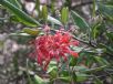 Grevillea irrasa didymochiton