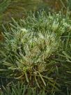 Hakea corymbosa