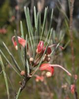 Grevillea haplantha haplantha