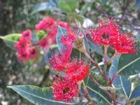 Corymbia Dwarf Crimson