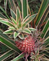 Ananas comosus bracteatus Tricolor