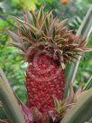 Ananas comosus bracteatus Tricolor