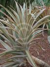 Ananas comosus bracteatus Tricolor