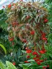 Begonia tuberhybrida