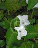 Ipomoea batatas