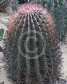 Ferocactus pilosus