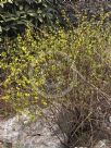 Forsythia giraldiana