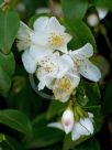 Camellia transnokoensis