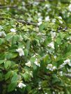 Camellia transnokoensis