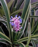 Aechmea gamosepala Lucky Stripe