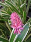 Aechmea gamosepala Lucky Stripe