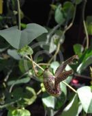 Aristolochia gibertii