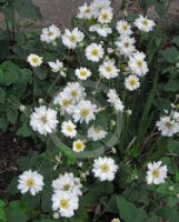 Anemone hybrida Whirlwind