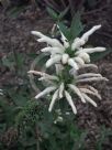 Leonotis leonurus albiflora