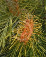 Grevillea Lime Spider