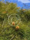 Grevillea Lime Spider