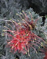 Grevillea preissii glabrilimba