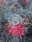 Grevillea preissii glabrilimba