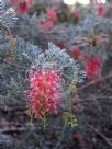 Grevillea preissii glabrilimba