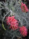 Grevillea preissii glabrilimba