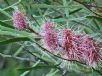 Hakea multilineata