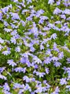 Scaevola aemula Purple Fanfare