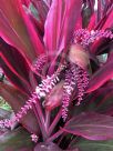 Cordyline fruticosa Rubra