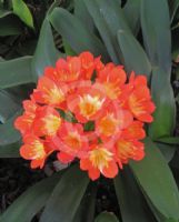 Clivia Belgian Hybrids