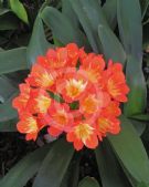 Clivia Belgian Hybrids