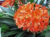 Clivia Belgian Hybrids