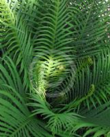 Blechnum gibbum Silver Lady