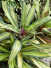 Tradescantia spathacea Vittata