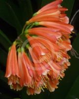 Clivia cyrtanthiflora