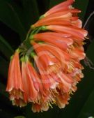 Clivia cyrtanthiflora