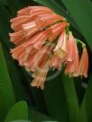 Clivia cyrtanthiflora