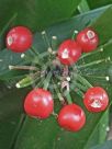 Clivia cyrtanthiflora