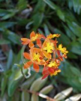 Epidendrum