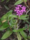 Epidendrum